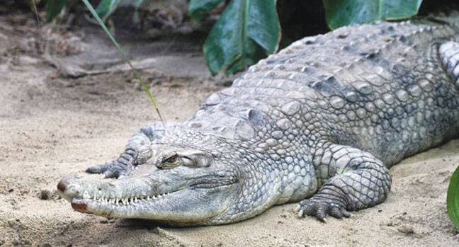 Australia teen 'punches croc' in miracle escape