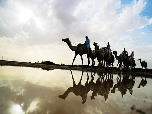  Camels racing following a raining day near the UAE-Oman