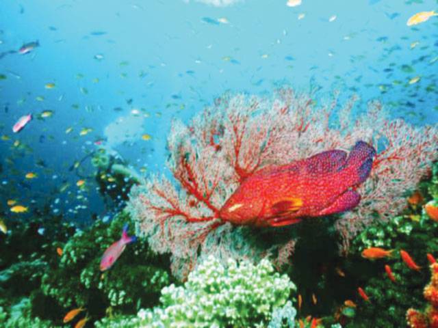 ‘Underwater wasteland’ worries after cyclone hits Barrier Reef 