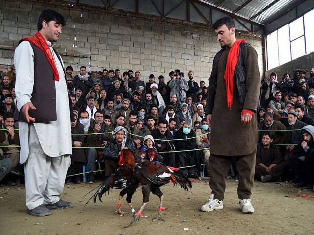 Cockfighting in Kabul: Once-banned bloodsport takes wing