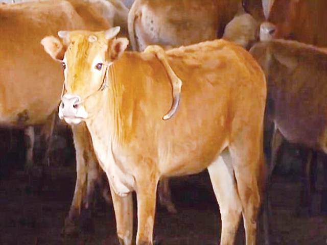 Mutant calf with five ‘legs’ found in China