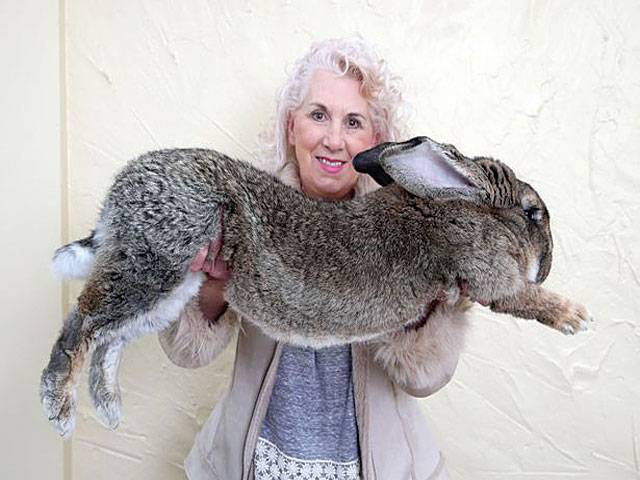 Celebrity’s giant rabbit dies on flight