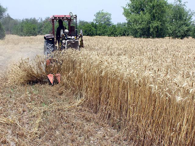  Wheat harvesting