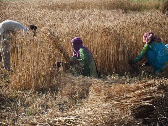  Wheat harvesting