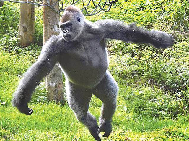 Dancing gorilla shows off his ‘ballet’ moves