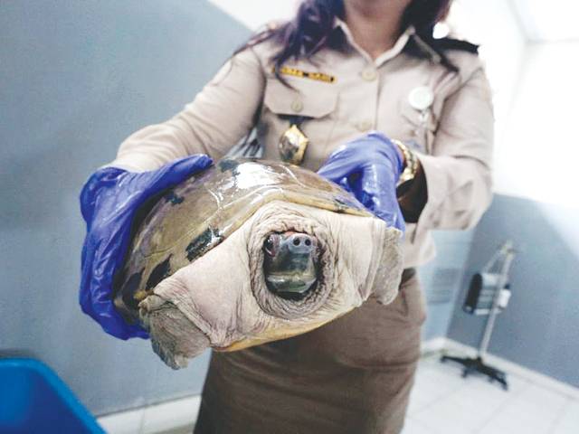 Japanese man held for wildlife smuggling in Indonesia