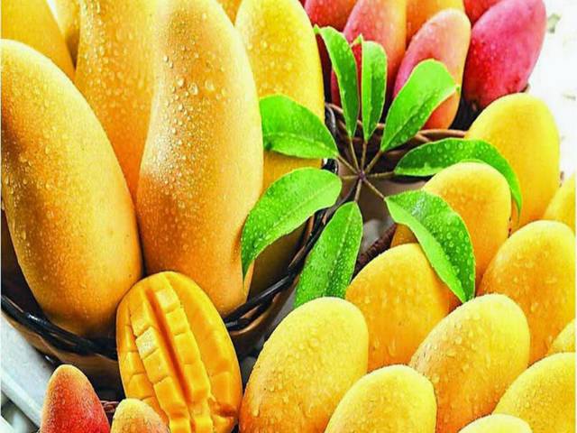 Mango export likely to increase: Experts