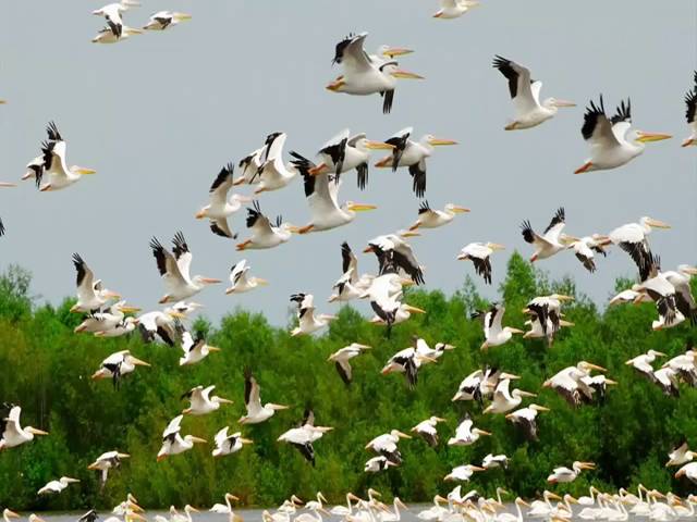 Kabul becomes a protected site for migratory birds