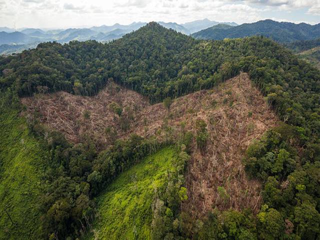 Cocaine trafficking destroying Central America’s forests 