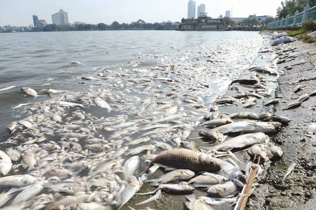 Vietnam environment official sacked over mass fish kill