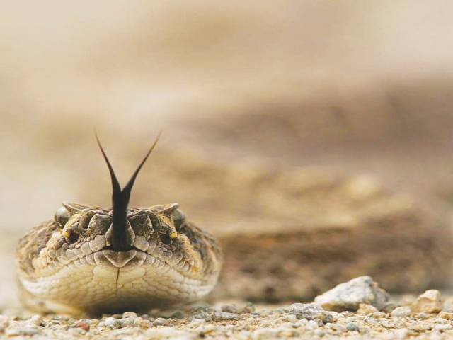 Colorado researchers are putting microchips in rattlesnakes