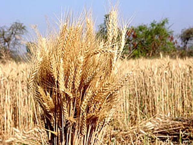 Climate change to significantly affect wheat, rice crop yields