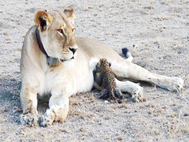 Truly unique’ mother lioness nurses leopard cub