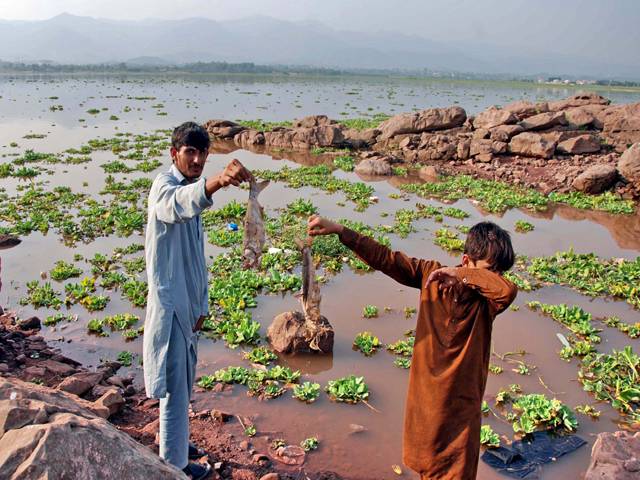 Dead fish prompt Rawal Lake water tests