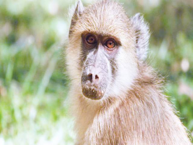 Zambia baboon causes power cut in Livingstone