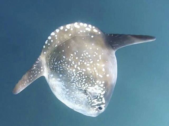 Massive two-ton species of fish discovered 