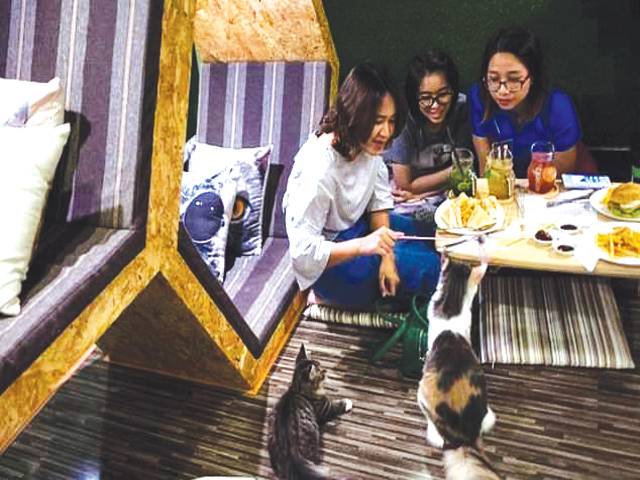 Pet cafe trend cat-ching on in Yangon