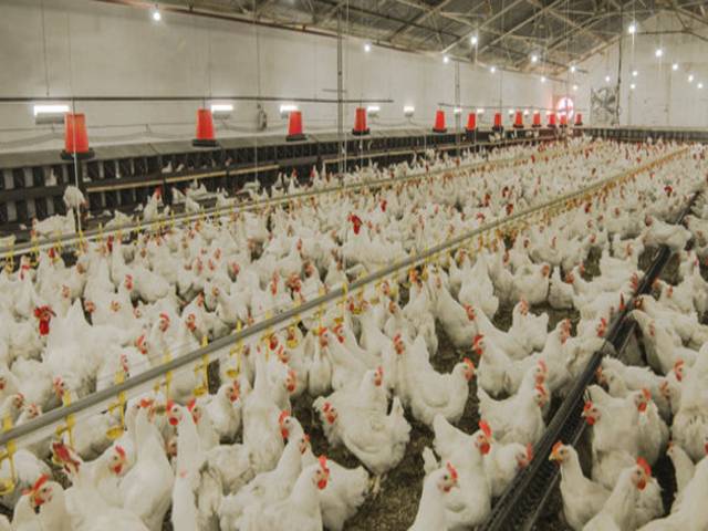 Poultry export can fetch 15pc share of $300b halal market