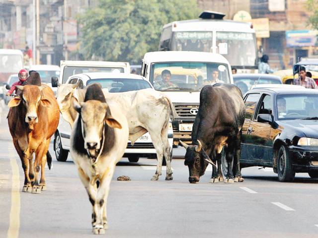 Modi plans to introduce cow ministry