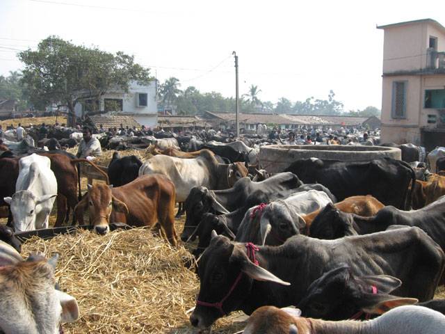 Cattle market ruins businesses, uplift projects