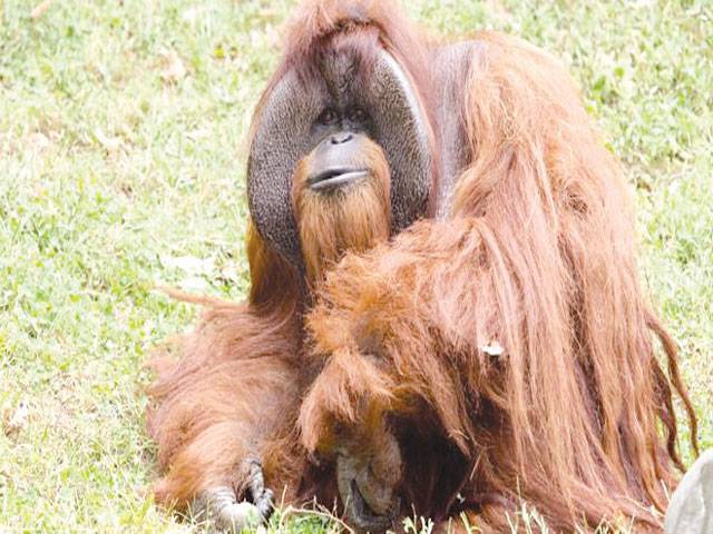 Chantek, the orangutan who used sign language, dies at 39