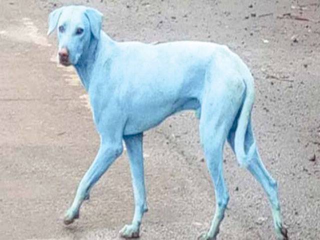 Factory shut for dumping dye after dogs turn blue