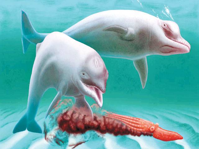 Dwarf dolphin, a case study in evolution