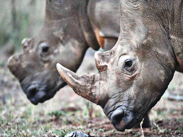 S Africa's first online rhino horn auction opens