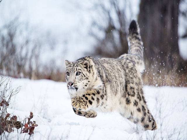 Snow leopard habitats at risk as glaciers melt