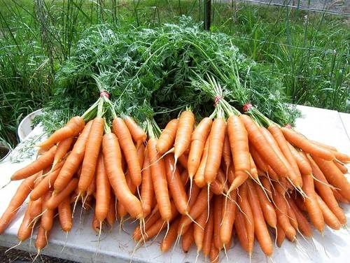 A brief history of carrots in Pakistan