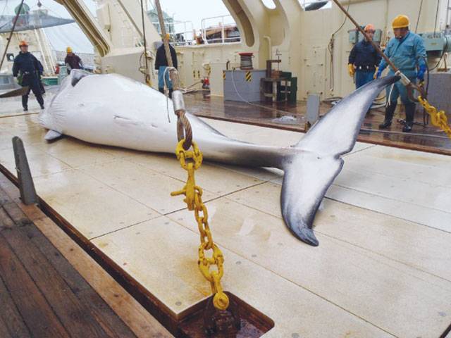 Sea Shepherd pulls plug on Japan whale hunt