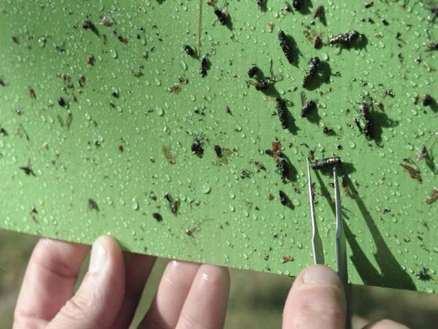 Invasive beetle pushing US ash trees to extinction 