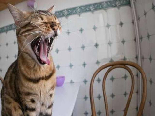 Liquid cats and blood-sucking bats: 2017’s Ig Nobel awards
