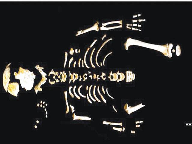 Neanderthal brains ‘grew more slowly’ 