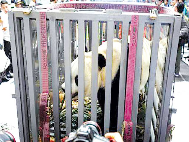 Two giant pandas from China land in Indonesia