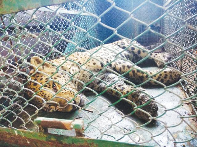 Leopard caught after 36 hours on prowl in India factory