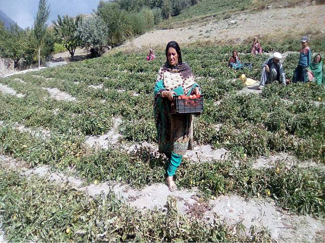 Women collecting tomato1