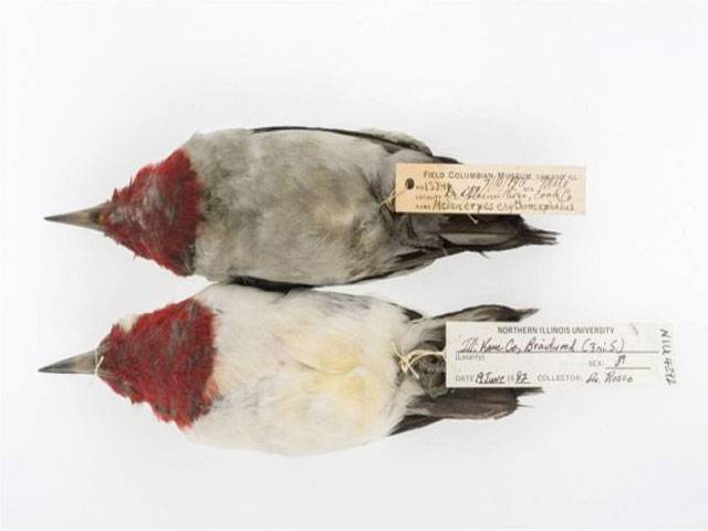 ‘Sooty birds’ reveal hidden US air pollution