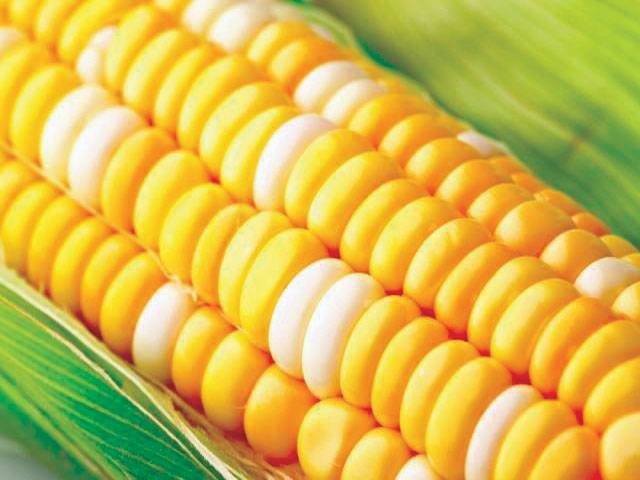 US scientists engineer corn to boost protein