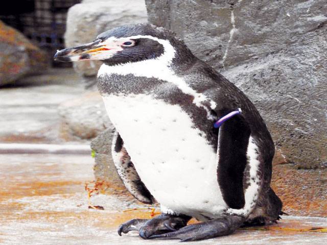 Japan zoo mourns death of love-struck penguin
