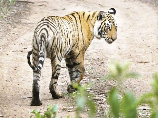India man-eating tiger dies after being electrocuted