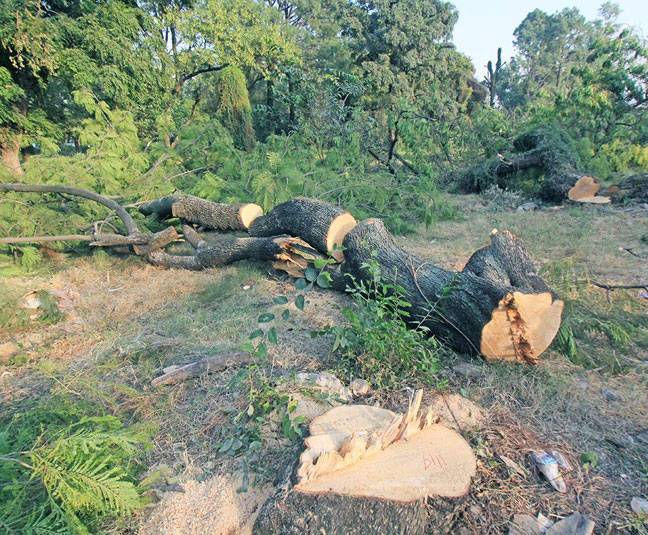 Workers are cutting the trees in Islamabad