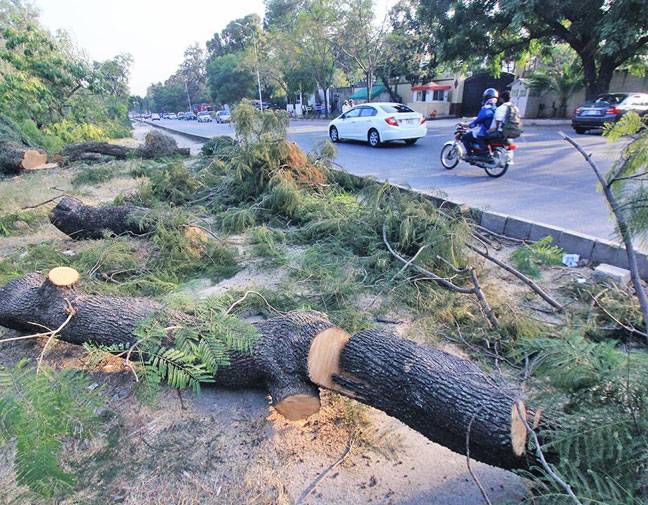 Workers are cutting the trees in Islamabad