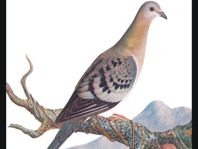 Passenger pigeons, now extinct, needed big flocks to survive