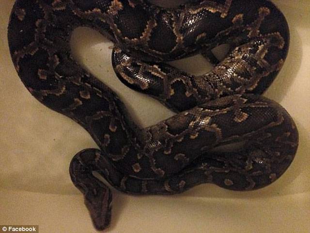 20ft python pulled out of family's toilet