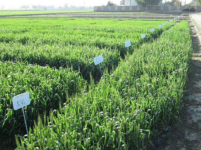 ‘Country needs balanced crop pattern to escape heavy import bill’