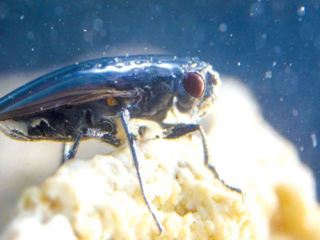How odd flies prized by Mark Twain dive and thrive in super-salty lake