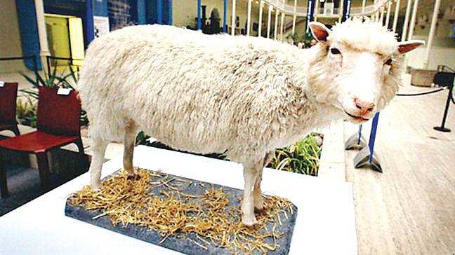 Dolly the cloned sheep was not old before her time