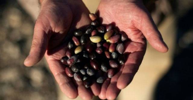 US slaps import duties on Spanish olives, citing subsidies