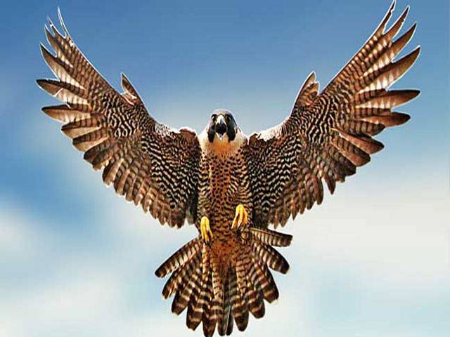Falcon’s attack strategy could inspire new drones